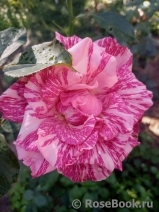 Pink Intuition Pink Intuition
