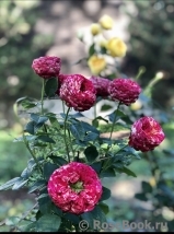 Ranuncula Ranuncula