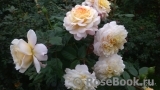 Crocus Rose® Crocus Rose®