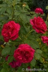Darcey Bussell Darcey Bussell