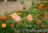 Lady of Shalott Lady of Shalott