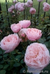 The Alnwick Rose The Alnwick Rose