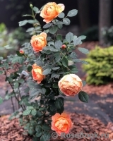 Lady of Shalott Lady of Shalott