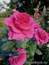 Vin Rose Vin Rose