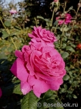 Vin Rose Vin Rose