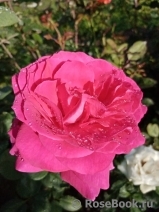 Vin Rose Vin Rose