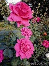 Vin Rose Vin Rose