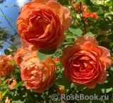 Lady of Shalott Lady of Shalott