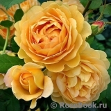 Golden Celebration® Golden Celebration®