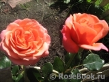 Coral Lions-Rose Coral Lions-Rose