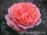 Coral Lions-Rose Coral Lions-Rose