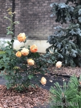 Lady of Shalott Lady of Shalott