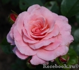 Tickled Pink Tickled Pink
