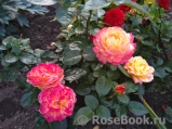 Kordes’ Jubilee Kordes’ Jubilee