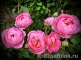Boscobel Boscobel