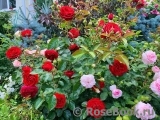 Scarlet BONICA ® Scarlet BONICA ®