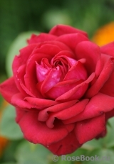 Grande Amore Grande Amore