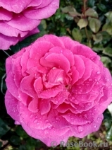 Vin Rose Vin Rose