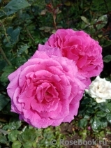 Vin Rose Vin Rose