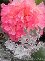 Augusta Luise Augusta Luise