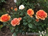 Ashram Ashram