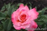 Augusta Luise Augusta Luise