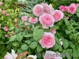 Olivia Rose Austin Olivia Rose Austin
