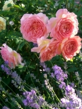 Jubilee Celebration® Jubilee Celebration®
