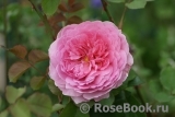 Princess Alexandra of Kent Princess Alexandra of Kent