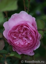 Princess Alexandra of Kent Princess Alexandra of Kent
