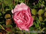 Princess Alexandra of Kent Princess Alexandra of Kent