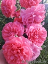 Rosarium Uetersen Rosarium Uetersen