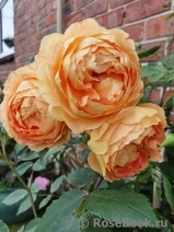 Lady of Shalott Lady of Shalott