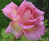 Jubilee Celebration® Jubilee Celebration®
