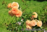 Crown Princess Margareta® Crown Princess Margareta®