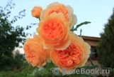 Crown Princess Margareta® Crown Princess Margareta®