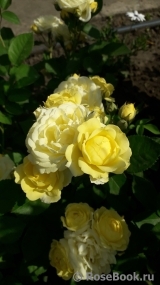 Golden Border