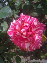 Pink Intuition Pink Intuition