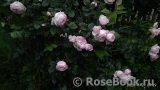 Hans Gonewein Rose Hans Gonewein Rose
