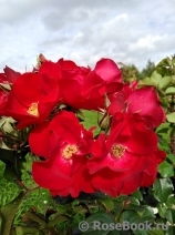 Robusta Robusta