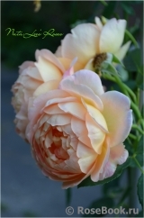 Lady of Shalott Lady of Shalott