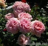 Frederic Mistral® Frederic Mistral®