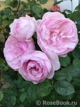 Olivia Rose Austin Olivia Rose Austin