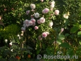 Olivia Rose Austin Olivia Rose Austin