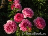 Princess Alexandra of Kent Princess Alexandra of Kent