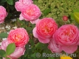 Boscobel Boscobel