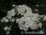Midsummersnow ® Midsummersnow ®