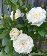 Madame Anisette ® Madame Anisette ®