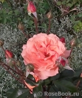 Belvedere Belvedere