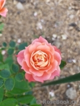 Briosa ® Briosa ®